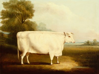 Een Korthoorn Stier in een Veld door W Willoughby