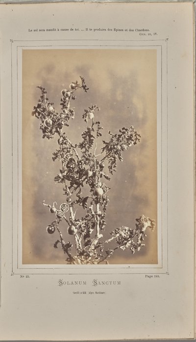 Solanum sanctum, cuelli bij Èze (Alpes-Maritimes) door W. de Bray