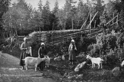 Geitenhouderij in Dalarna, Zweden, 1908-1909 door Wald Zachrisson