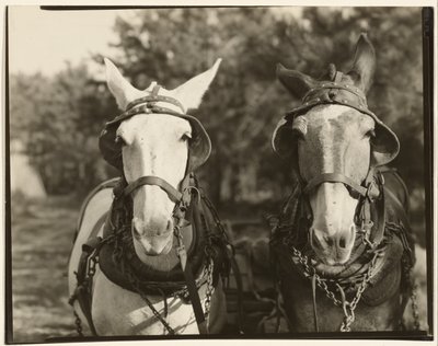 [Two Mules, Hale County, Alabama]. door Walker Evans