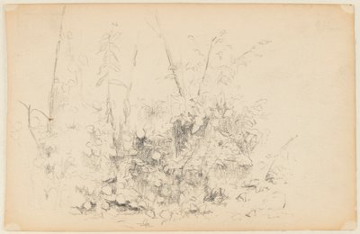 Schets van Wilde Planten door Walter Clark