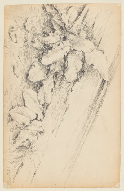 Studie van planten en rotte boomstam, 155th Street door Walter Clark