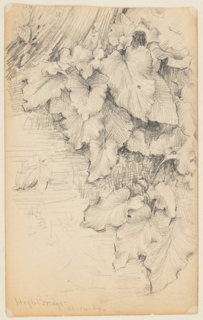 Studie van planten aan de waterkant, High Bridge door Walter Clark