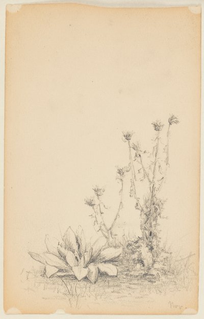 Studie van Wilde Planten door Walter Clark
