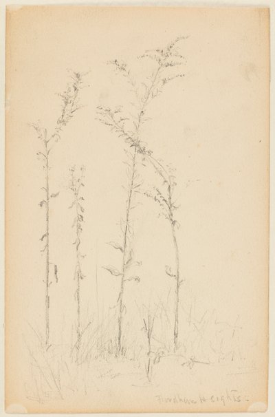 Studie van wilde planten, Fordham Heights door Walter Clark