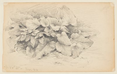 Studie van een Plant, West 86th Street door Walter Clark
