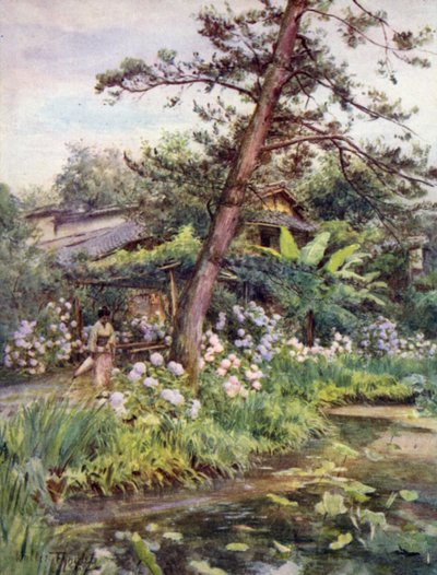 Hortensia