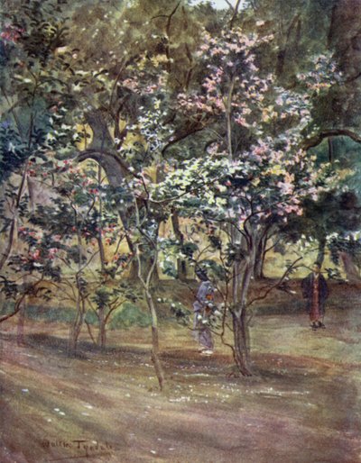 Enkele Camelia
