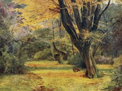 Het New Forest: Maples, nabij Queen