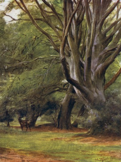 Het Nieuwe Woud: Penerley Woods door Walter Frederick Roofe Tyndale