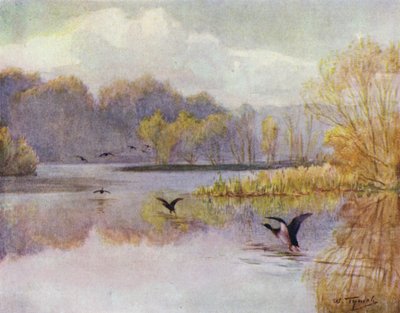 Het Nieuwe Woud: De Vijver bij Minstead Mill door Walter Frederick Roofe Tyndale