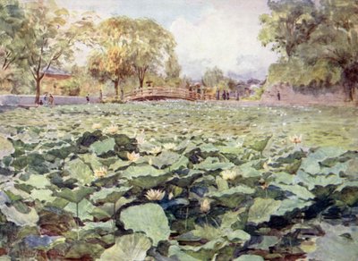 Witte Lotus, de Slotgracht, Kofu door Walter Frederick Roofe Tyndale