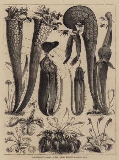 Vleesetende Planten in de Koninklijke Botanische Tuinen, Kew door Walter Granville Smith