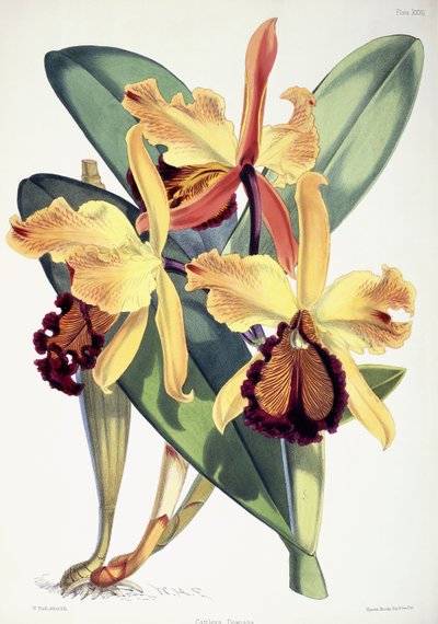 Cattleya Dowiana door Walter Hood Fitch
