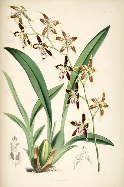 Odontoglossum hallii door Walter Hood Fitch