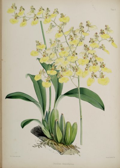 Oncidium bifolium door Walter Hood Fitch