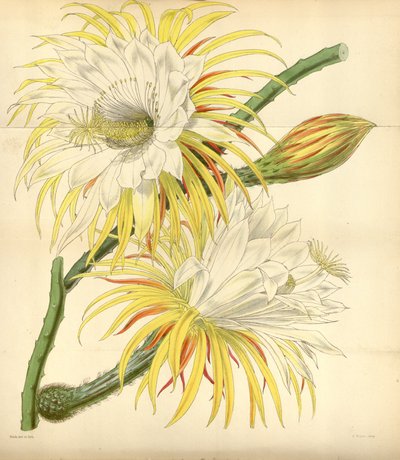 Selenicereus macdonaldiae door Walter Hood Fitch