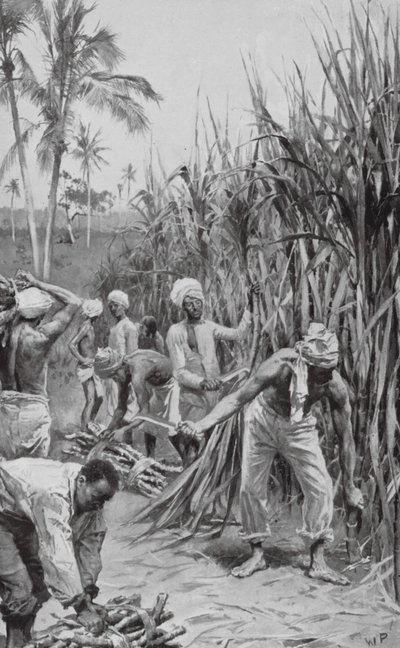 Trinidad koelies aan het werk in een suikerrietveld door Walter Paget