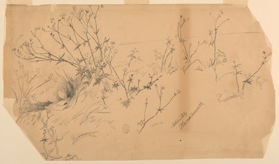 Natuurstudie door Walter Shirlaw