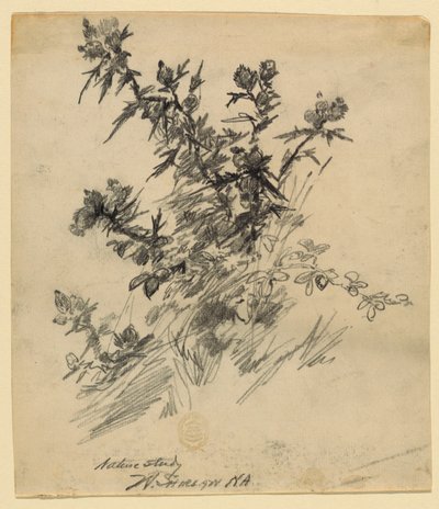 Natuurstudie door Walter Shirlaw