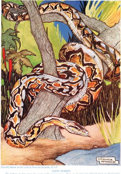 Reuzenpython, illustratie uit 
