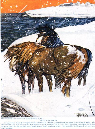Shetland Pony