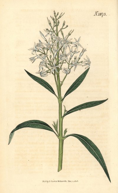 Blauwe Amsonia - Amsonia tabernaemontana var. salicifolia (Wilgenbladige amsonia, Amsonia salicifolia). Met de hand ingekleurde botanische gravure door Weddell uit John Sims