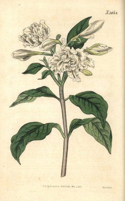 Kroon van Nero - Pinwheelbloem, Tabernaemontana divaricata (Breedbladige rozenstruik, Nerium coronarium). Met de hand ingekleurde botanische gravure door Weddell uit John Sims