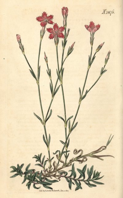 Veldanjus - Veldroos, Dianthus campestris. Handgekleurde botanische gravure door Weddell uit John Sims