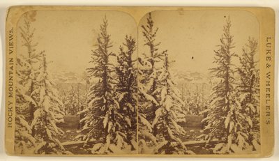 [Bomen met sneeuw, Leadville, Colorado]. door Wellington O. Luke and Dansford Noble Wheeler