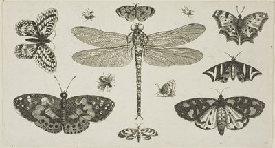 Een libel, lieveheersbeestjes en vlinders, uit Diversae Insectorum...Figurae door Wenceslaus Hollar
