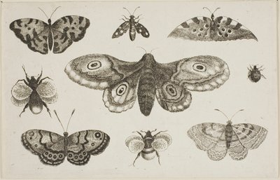 Een Mot, Vlinders en Bijen door Wenceslaus Hollar