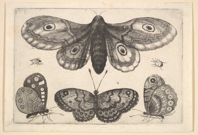 Een mot, drie vlinders en twee kevers door Wenceslaus Hollar
