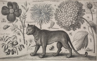 Dieren en Planten: Luipaard met Planten en Insecten door Wenceslaus Hollar
