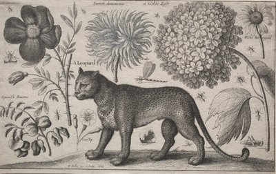 Dieren en Planten: Luipaard met Planten en Insecten, 1662 door Wenceslaus Hollar