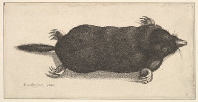 Dode mol door Wenceslaus Hollar