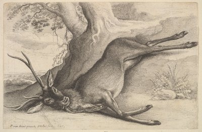 Dode hert door Wenceslaus Hollar