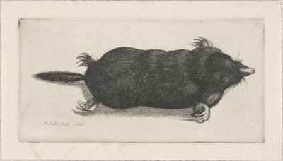 Dode mol door Wenceslaus Hollar