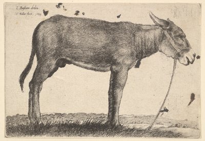 Ezel, 1649 door Wenceslaus Hollar