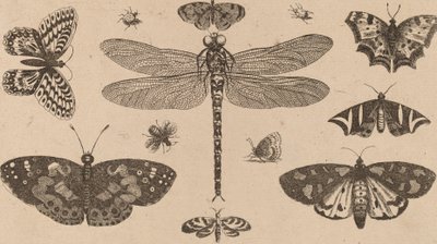 Libelle, Lieveheersbeestjes en Vlinders door Wenceslaus Hollar