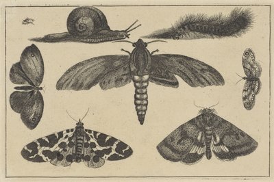 Drie motten, vlinders, tor, slak en rups door Wenceslaus Hollar