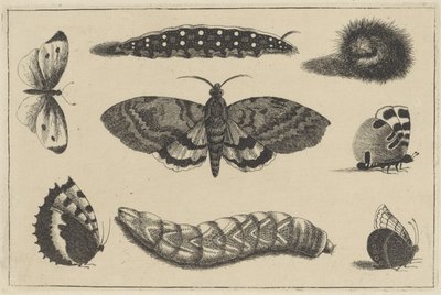 Drie rupsen, een mot en vier vlinders door Wenceslaus Hollar