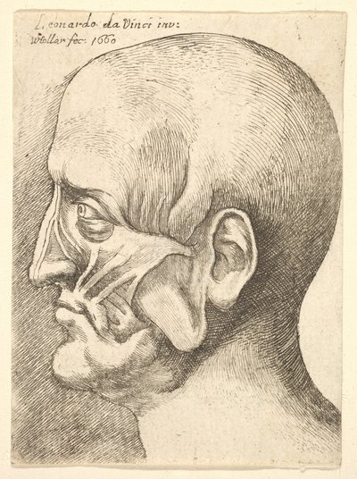 Ecorché-hoofd van een man in profiel naar links, 1660 door Wenceslaus Hollar