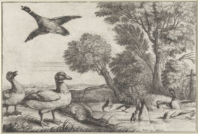 Eenden door Wenceslaus Hollar