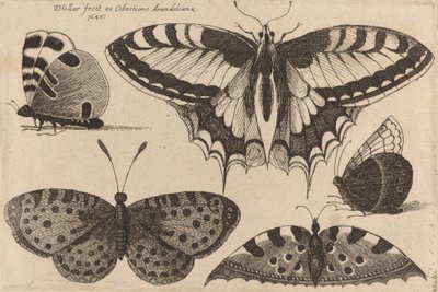 Vijf vlinders door Wenceslaus Hollar