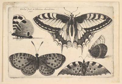 Vijf vlinders door Wenceslaus Hollar