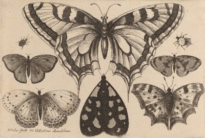 Vijf vlinders, een mot en twee kevers, 1646 door Wenceslaus Hollar