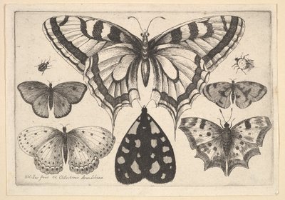 Vijf vlinders, een mot en twee kevers, 1646 door Wenceslaus Hollar