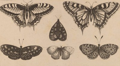 Vijf Vlinders en een Mot door Wenceslaus Hollar