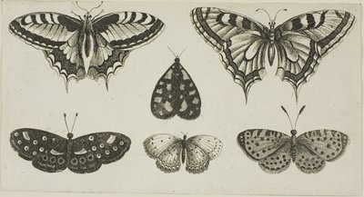 Vijf Vlinders en een Mot door Wenceslaus Hollar